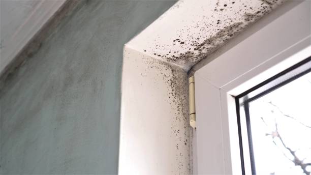 Best Residential Mold Inspection & Testing  in Kings Park, VA